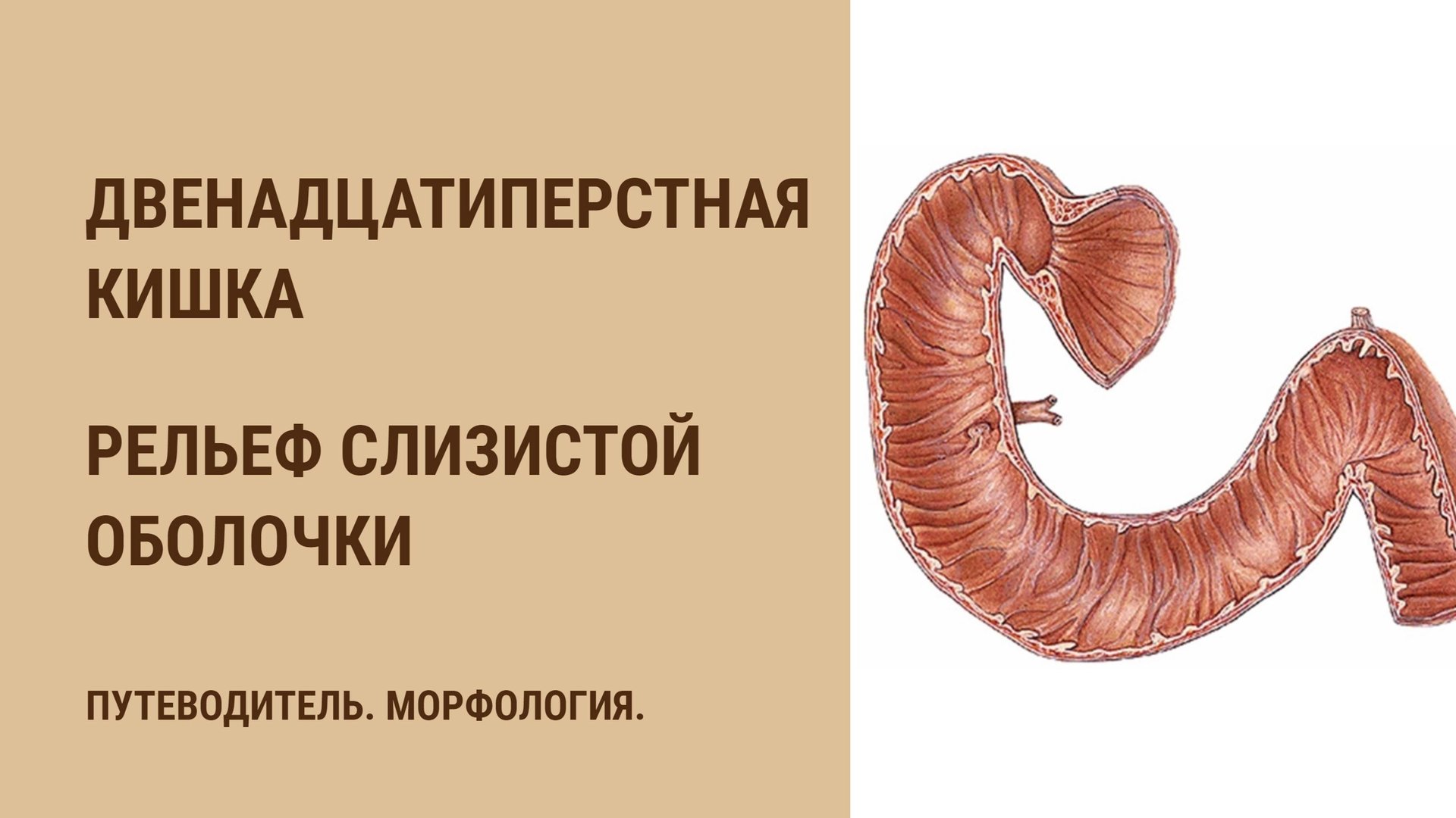 Двенадцатиперстная кишка. Рельеф слизистой оболочки смотреть онлайн