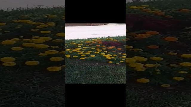 КЛУМБА смотреть онлайн