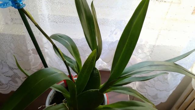 Orchid haul: gifts, lucky findings, candy floss fragrance, snails & more! смотреть онлайн