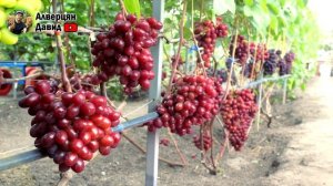 Виноград - Памяти учителя.