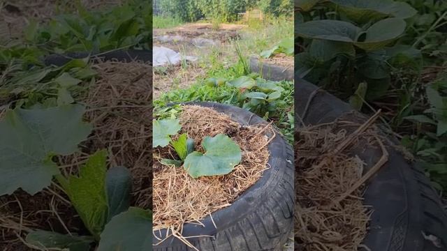 Вы так делали? посадили картошку в мешках, посмотрим что получиться. кабачкам в колесах уютно☀️? смотреть онлайн