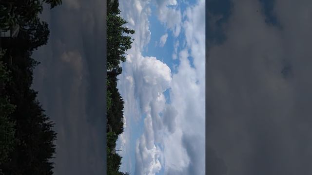Ласточки атакую пчел смотреть онлайн