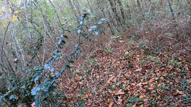 Chasse photographique à la bécasse, setter lemon смотреть онлайн