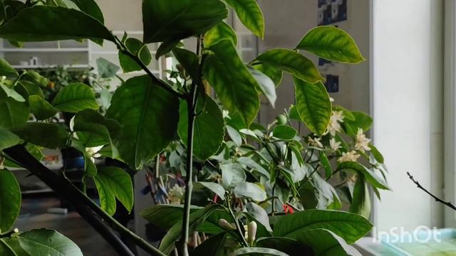 Подкормка ?лимонов обильное плодоношение. смотреть онлайн