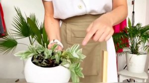 Традесканция: пересадка и размножение.