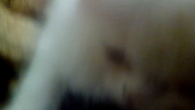 Моя снежка(имя кошки) смотреть онлайн