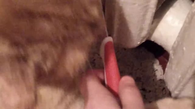 СЕМЕЧКА ЗАСТРЯЛ В БАТАРЕЕ И МЫ ОТРЕЗАЛИ ЕМУ ЛАПЫ