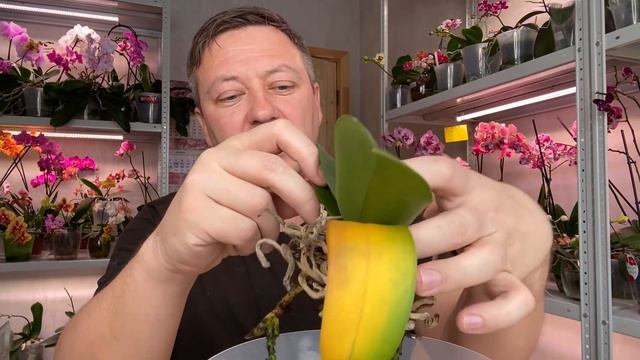 гниют ли КОРНИ ОРХИДЕИ показывая ЖЕЛТЕЮЩИЙ ЛИСТ орхидеи от ОСНОВАНИЯ смотреть онлайн