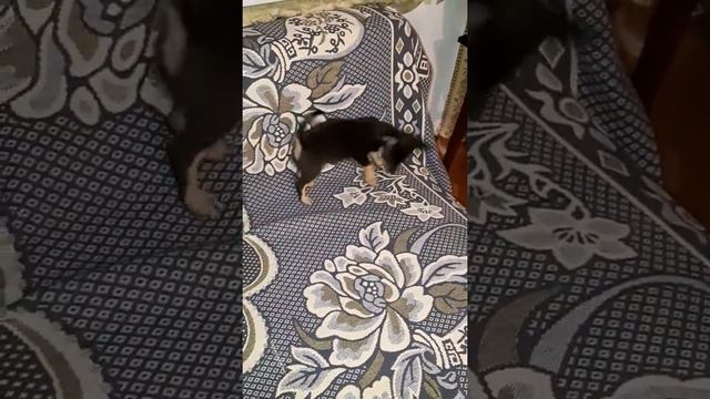 Чарли смотреть онлайн