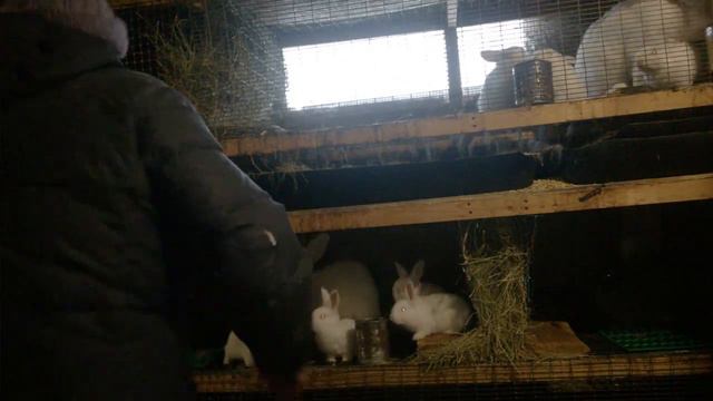 Мороз крепчает,утренний обход. смотреть онлайн