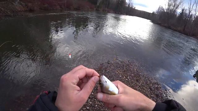 УЕДИНЕНИЯ С ПРИРОДОЙ/ОСЕНЯЯ РЫБАЛКА НА ХАРИУСА/УТРЕННИЙ КЛЕВ ХАРИУСА/РАБОЧИЕ МУШКИ смотреть онлайн