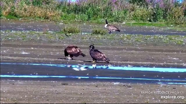 Mississippi River Flyway 9-4-20, 5 pm Eagles looking for dinner, decides on ground attack смотреть онлайн