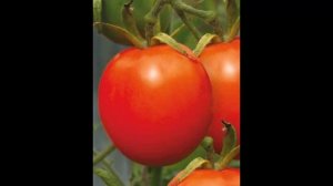 Самый лучший томат в мире 2023 г.!! !Высокоурожайный, сладкий и вкусный томат ГЛОРИЯ!!! СУПЕР!!!