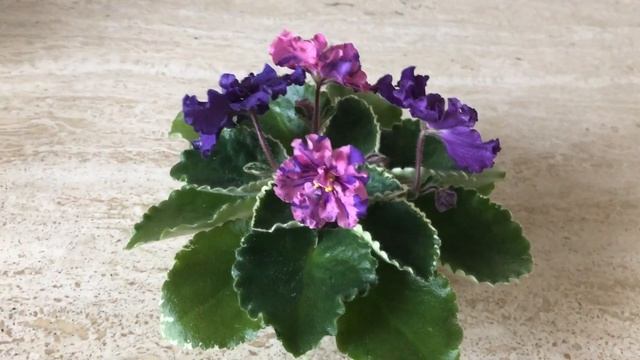 ФИАЛКИ. Чудо мутации - ЛЕ-Астрея спорт и сорт на одной розетке. смотреть онлайн