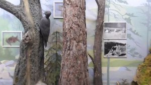 Зейский заповедник Музей . Ждём открытия