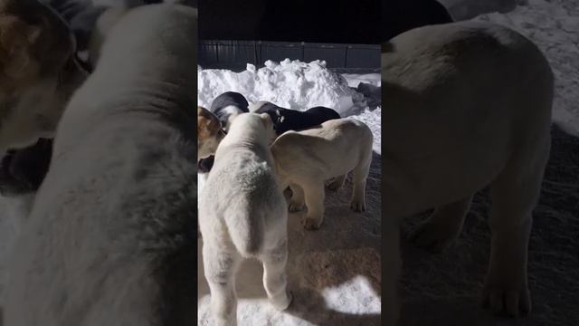 Вечерний движ😆 #сао #alabai #собака #алабай #щенки #dog смотреть онлайн