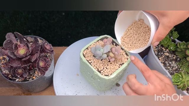 Pachyphytum Oviferum. Succulent.