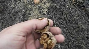 посадка  ореха сорт  десертный