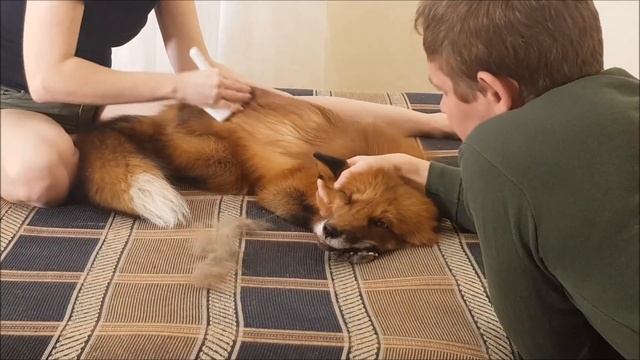 Вычесываем Мики - Жизнь с Лисой / MIKI THE FOX смотреть онлайн