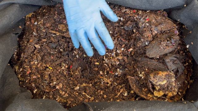 How I Keep Animals Out Of My Worm Bin + Worm Time Lapse | Vermicompost Worm Farm