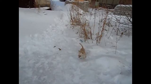 Чихуа- это лучик счастья)))) смотреть онлайн
