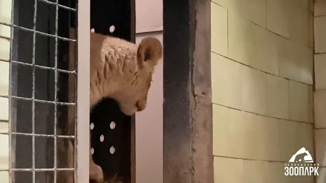 К львёнку Север-Алаю приехала подруга Киара.. #animals #lion #животные #челябинск смотреть онлайн