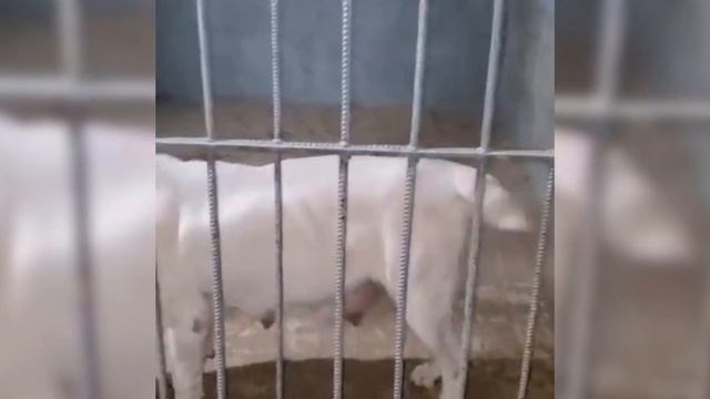 Линия Знаменитого Хан Гаплана и Теджен Мокона/ Туркменский Алабай сильный Алабай /Turkmen alabay смотреть онлайн