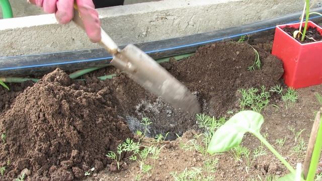 Высадка рассады перца в теплицу (парник) 2019 | Про Сад с Любовью смотреть онлайн