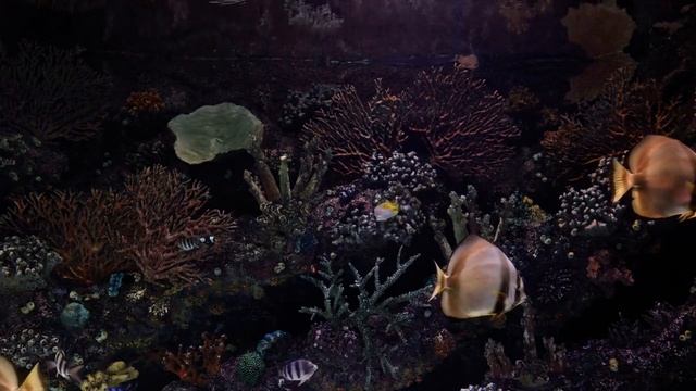 Руководство к Лучшему