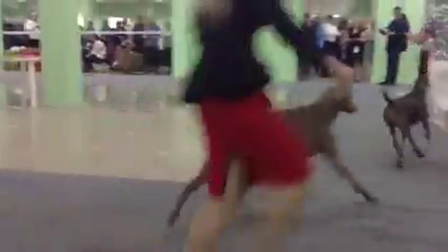 CACIB Белгород 05.04.15 веймарайнеры смотреть онлайн