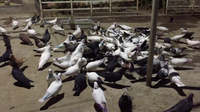 #Pigeon.Что такое хороший голубь! смотреть онлайн