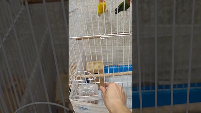 Клетка для попугаев большая смотреть онлайн