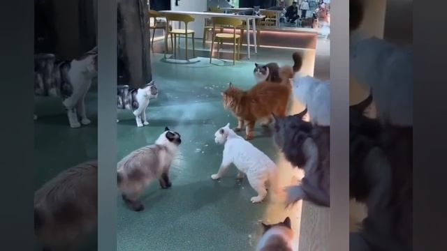 Драка котов, крутая концовка. Рыжий молодец смотреть онлайн