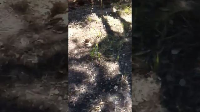 Бамбук. Очистка от бамбука. 2 смотреть онлайн