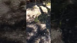 Бамбук. Очистка от бамбука. 2
