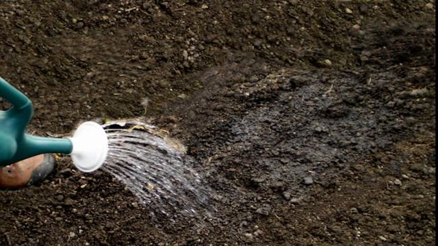 Показываю чем обработать почву осенью от фитофторы смотреть онлайн