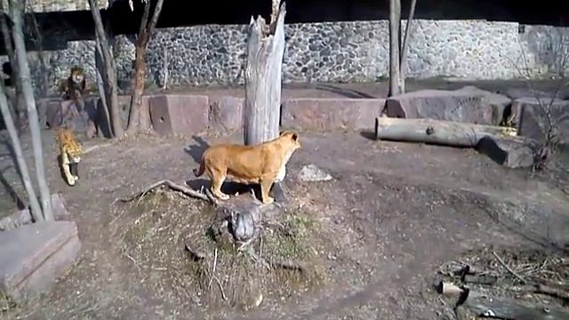 Большое Котэ смотреть онлайн