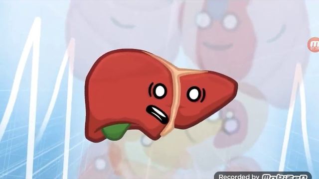 смотрим наше тело вкратце о человеческом теле