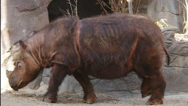 Суматранский носорог # 9 Dicerorhynus sumatrensis Stories Northern смотреть онлайн