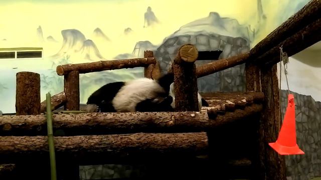 Панда отдыхает после сытного обеда. Panda after a Good Dinner смотреть онлайн