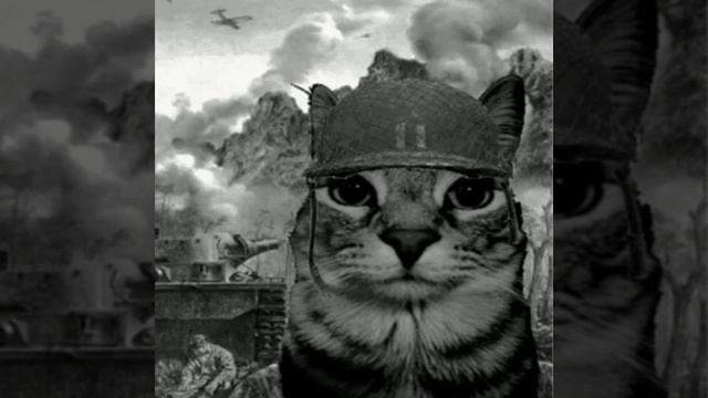 Cat in WW2 смотреть онлайн