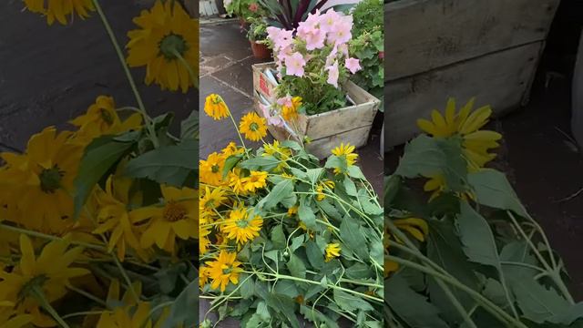 Гүлдер әлемі,ауладағы әсемдік смотреть онлайн