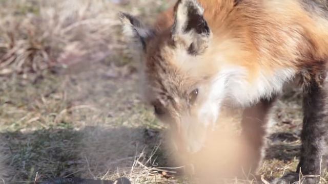 fox eating snake смотреть онлайн