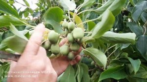 Про сбор ягод актинидии