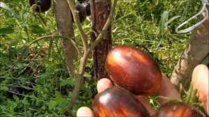 Томат ГАРГАМЕЛЬ ? от коллекционера.