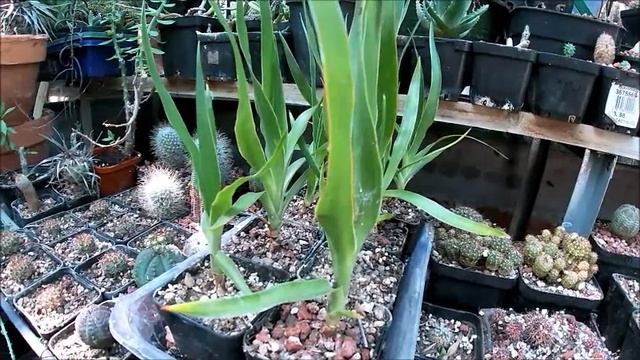 DRACAENA DRACO AKA DRAGON TREE UPDATE смотреть онлайн