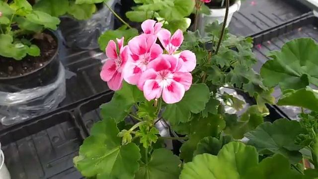 Пеларгонии ( герани) - капризные сорта. Обзор и выводы....!? смотреть онлайн