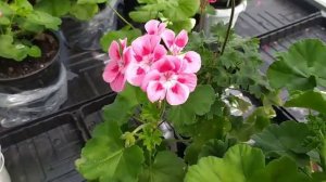 Пеларгонии   ( герани) -  капризные сорта.      Обзор  и выводы....!?