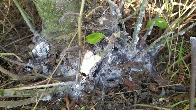 Боремся с кровяной тлей смотреть онлайн