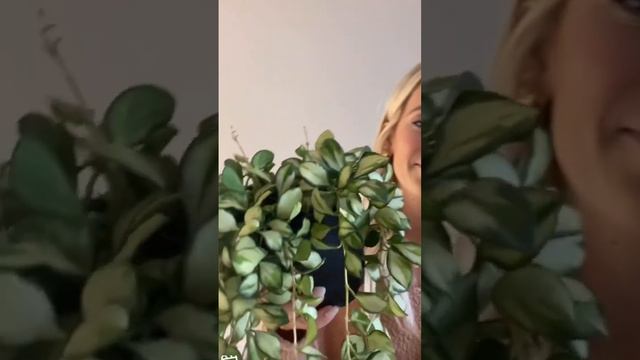Ficus Shivereana & Hoya heuschkeliana variegata 🤩 смотреть онлайн